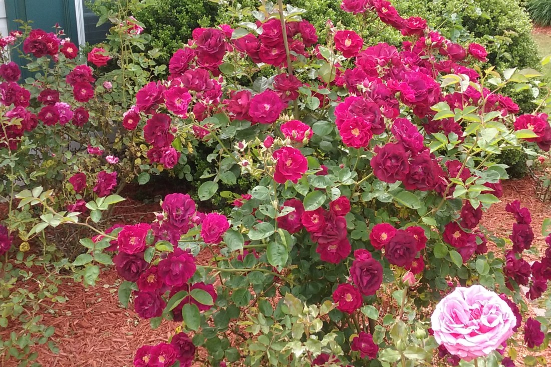 The rose bush is ragged and full of beautiful blooms.